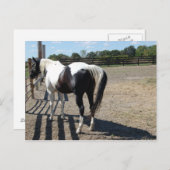 Carte Postale Cheval Peinture/Pinto (Devant / Derrière)