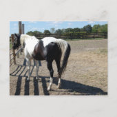 Carte Postale Cheval Peinture/Pinto (Devant)