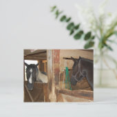 Carte Postale Cheval Peinture/Pinto (Debout devant)