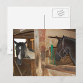 Carte Postale Cheval Peinture/Pinto (Devant / Derrière)