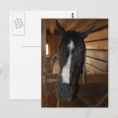 Carte Postale Cheval Peinture/Pinto (Devant / Derrière)
