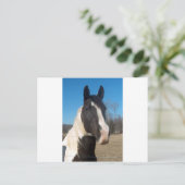 Carte Postale Cheval Pinto (Debout devant)