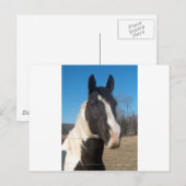 Carte Postale Cheval Pinto (Devant / Derrière)