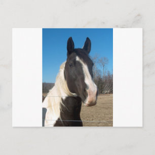 Carte Postale Cheval Pinto