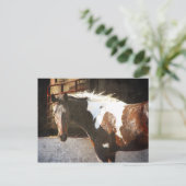 Carte Postale Cheval Pinto (Debout devant)