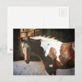 Carte Postale Cheval Pinto (Devant / Derrière)