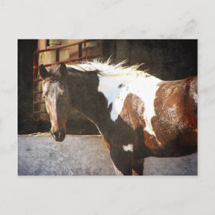 Carte Postale Cheval Pinto