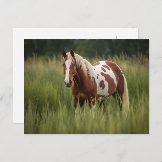 Carte Postale Cheval Pinto (Devant / Derrière)