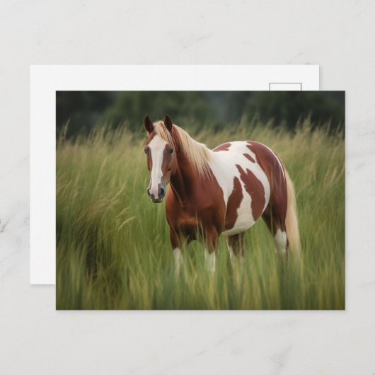 Carte Postale Cheval Pinto Mustang en haute herbe (Devant / Derrière)