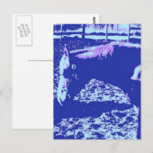 Carte Postale Cheval Pop Art (Devant / Derrière)