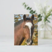 Carte postale Cheval Quarter (Debout devant)