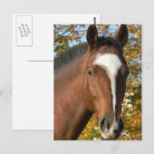 Carte postale Cheval Quarter (Devant / Derrière)