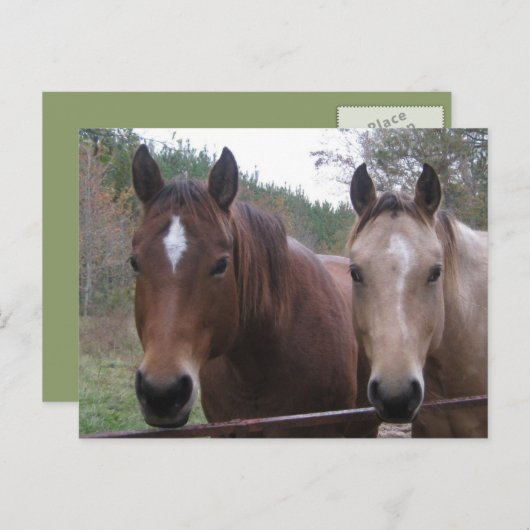 Carte postale Cheval Quarter (Devant / Derrière)