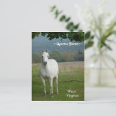 Carte postale Cheval Quartier Blanc (Debout devant)