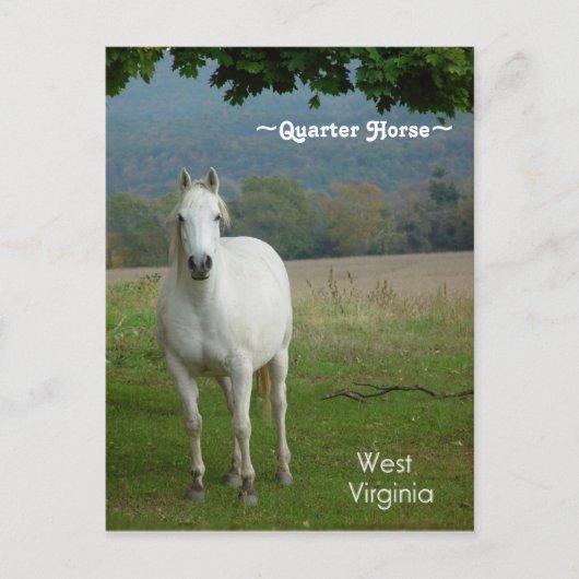 Carte postale Cheval Quartier Blanc (Devant)