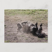 Carte Postale Cheval roulant (Devant)