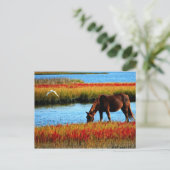 Carte Postale Cheval sauvage (Debout devant)