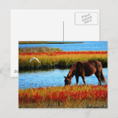 Carte Postale Cheval sauvage (Devant / Derrière)