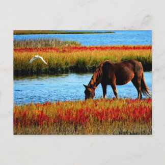 Carte Postale Cheval sauvage