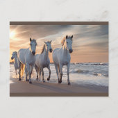 Carte postale Cheval sauvage