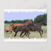 Carte postale Cheval sauvage (Devant)