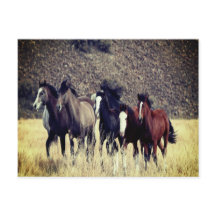 Carte postale Cheval sauvage
