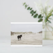 Carte Postale cheval sauvage à la plage de Corolla (Debout devant)