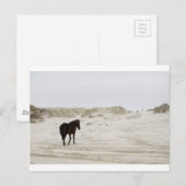 Carte Postale cheval sauvage à la plage de Corolla (Devant / Derrière)