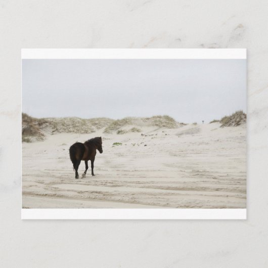 Carte Postale cheval sauvage à la plage de Corolla (Devant)