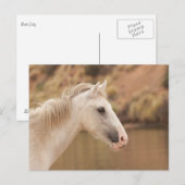 Carte Postale Cheval sauvage blanc (Devant / Derrière)