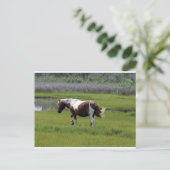 Carte Postale Cheval sauvage d'Assateague (Debout devant)