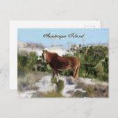 Carte Postale Cheval sauvage de l'île d'Assateague (Devant / Derrière)
