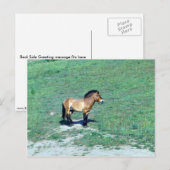 Carte Postale Cheval sauvage de Mongolie (Przewalskii) (Devant / Derrière)