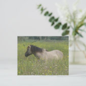 Carte Postale Cheval sauvage en champ de fleurs do-it-yourself c (Debout devant)
