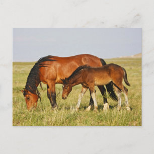 Carte Postale Cheval sauvage Mère et Colt pâturage