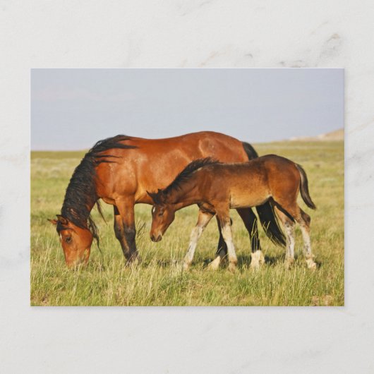 Carte Postale Cheval sauvage Mère et Colt pâturage (Devant)