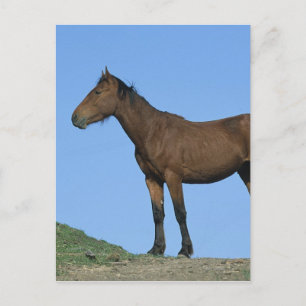 Carte Postale Cheval sauvage Mustang