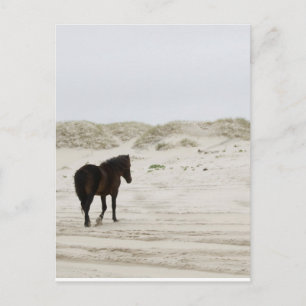 Carte Postale Cheval sauvage sur la plage de Corolla