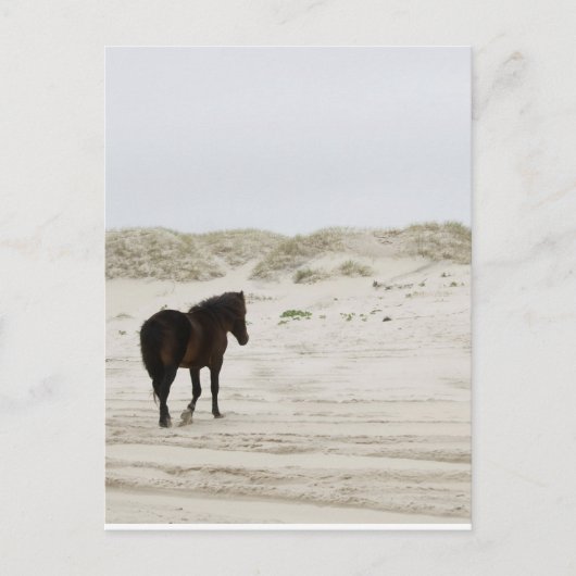 Carte Postale Cheval sauvage sur la plage de Corolla (Devant)