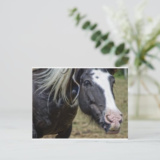 Carte Postale CHEVAL secouru (Debout devant)