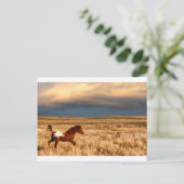 Carte Postale Cheval seul (Debout devant)