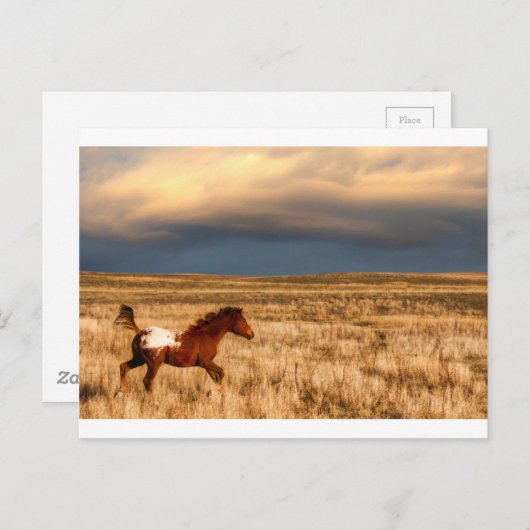 Carte Postale Cheval seul (Devant / Derrière)