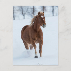 Carte Postale Cheval simple courant dans la neige