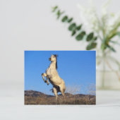 Carte Postale Cheval s'opposant (Debout devant)