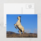 Carte Postale Cheval s'opposant (Devant / Derrière)