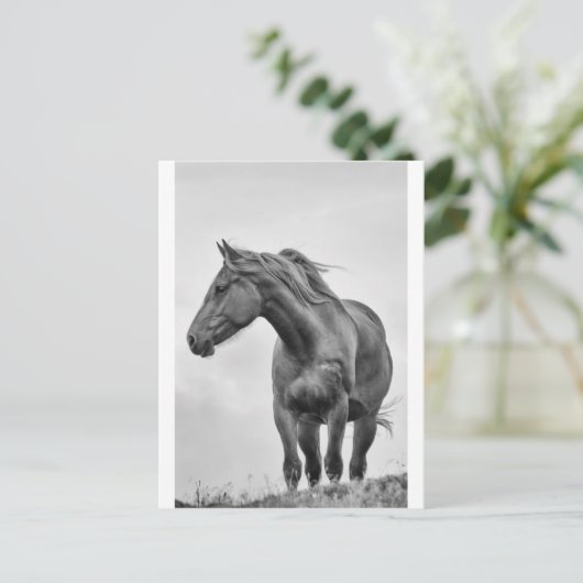 Carte Postale Cheval soufflé (Debout devant)