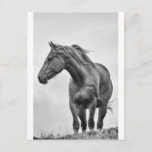 Carte Postale Cheval soufflé