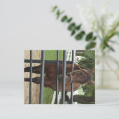 Carte Postale cheval souriant (Debout devant)