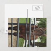Carte Postale cheval souriant (Devant / Derrière)