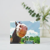 Carte Postale Cheval souriant (Debout devant)